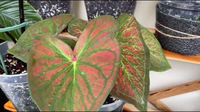 Week 8 - Outdoors - Almost Full House! New Plants IN! 🤩 - Aroids Weekly Update Series