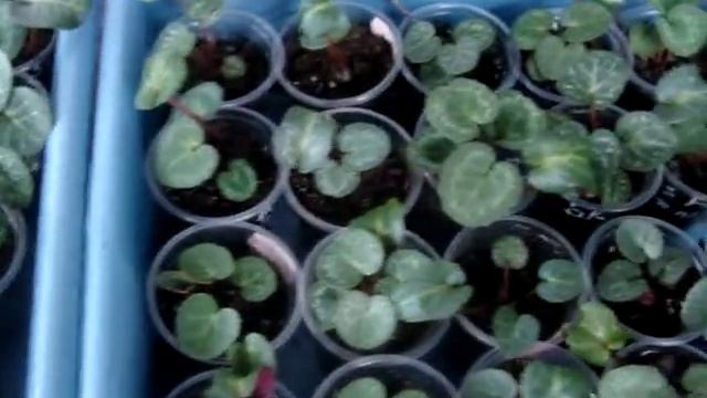 ЦИКЛАМЕН(Cyclamen). Первая перевалка сеянца, когда и в какой объём. смотреть онлайн