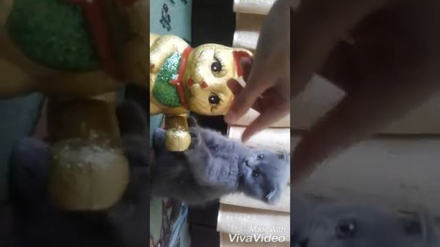Знакомство двух котов ^-^ смотреть онлайн