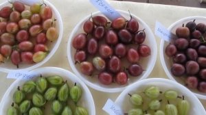 Видеообзор сортов крыжовника 2018г