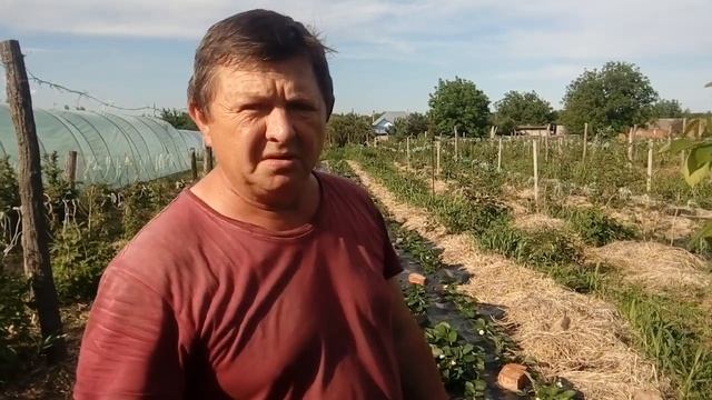 Клубника Альбион: результат весенней посадки смотреть онлайн