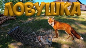 Ловушка на лису ! Фундамент готов . [Жизнь в деревне]