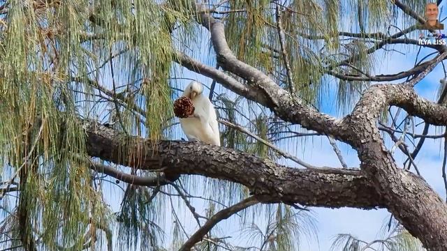 Три минуты про диких какаду. (видео 605) смотреть онлайн