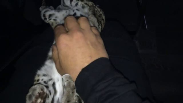 Онцилла. Очень агрессивная дикая кошка с заморочками в питании смотреть онлайн