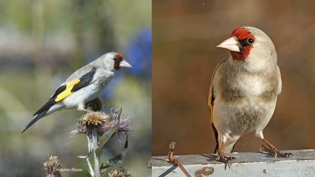 Щегол седоголовый (Carduelis caniceps) смотреть онлайн