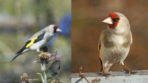 Щегол седоголовый (Carduelis caniceps)