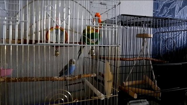 Попугайчики играют и шумят в своей клетке Синий и желтый попугай громко разговаривают на своем язык смотреть онлайн