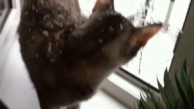 Достать кошку. Способ 2. смотреть онлайн