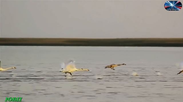 Я в весеннем лесу пил березовый сок... смотреть онлайн