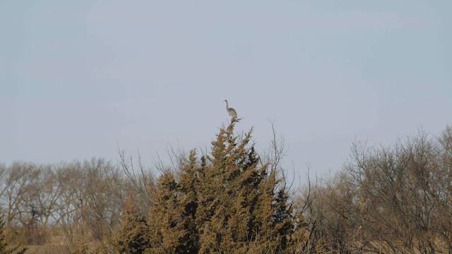 Kansas Redemption Day: Two Bobcats and a Coyote Double | The Last Stand S3:E6 | December in Kansas смотреть онлайн