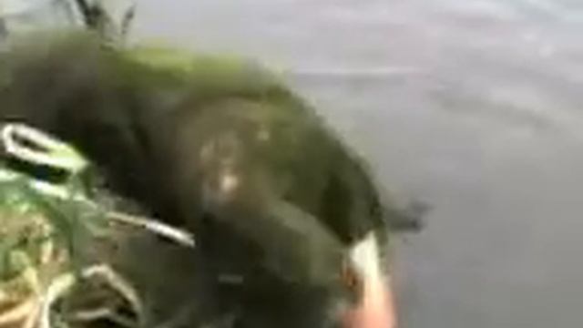 Нырок Валера.3gp смотреть онлайн