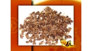 Пчелиный ПОДМОР: как принимать и от чего помогает? 2 / СОВЕТЫ ПАСЕЧНИКА АЛЕКСЕЯ МАТЮШКИНА / МЁДВЕД