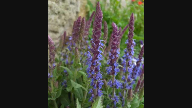 Down By The Riverside (Study War No More) - Judith Durham смотреть онлайн
