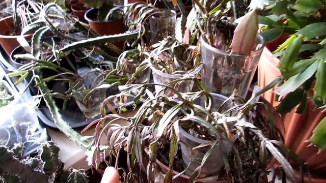My Gift of a VERY old Easter Cactus -Rhipsalidopsis rosea UPDATE смотреть онлайн