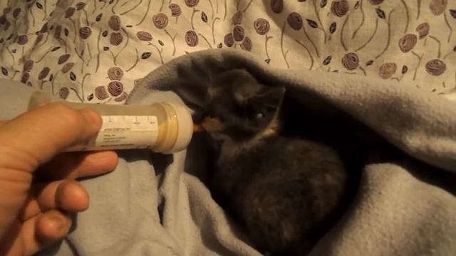 Feeding The Kitty Monster II - Кормим голодного монстрика 2!))) смотреть онлайн