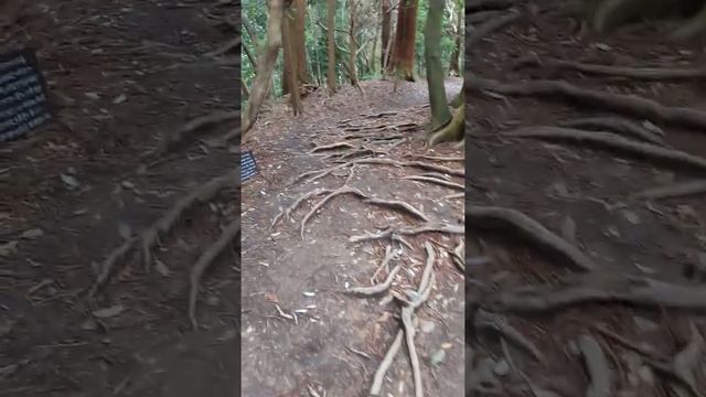 108 м до места медитации Микао Усуи