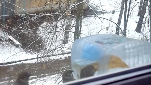 Халявный ларёк для воробьёв