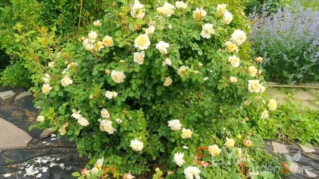 Роза Крокус Роуз