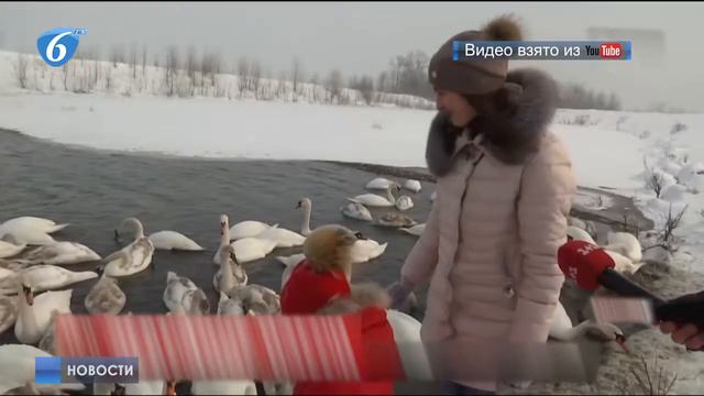 Рекордное количество лебедей-шипунов на озере Чертория (Украина) смотреть онлайн