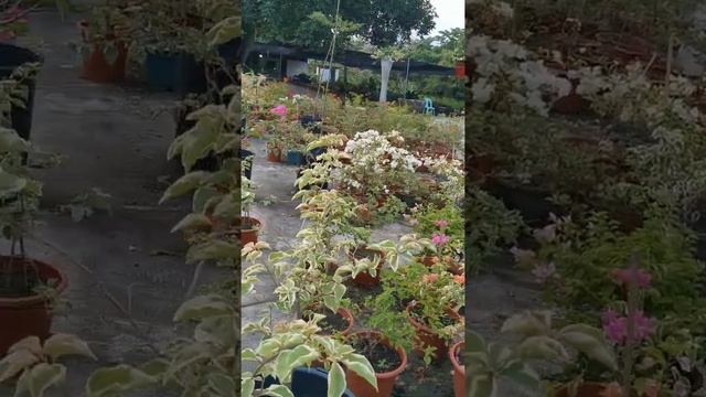 Bougainvilla#short смотреть онлайн