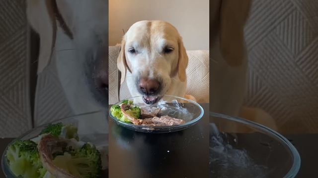 Dog Eating Show!Mukbang!Asparagus, Chicken Breast, Small Watermelon, Dog Food