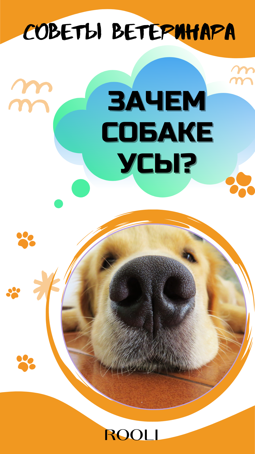 Зачем собаке усы? смотреть онлайн