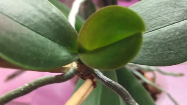 ДЕТКА ОРХИДЕИ на ЗАСУШЕННОМ ЦВЕТОНОСЕ!!! смотреть онлайн