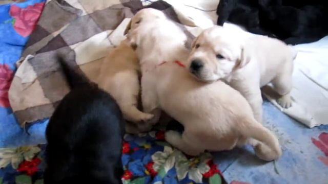 щенки лабрадора ретривера Labrador Retriever
