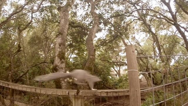 Backyard Squirrel Run смотреть онлайн