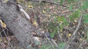 Сбор грибов - грузди