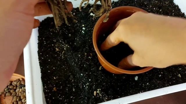 Замиокулькас, пересадка. Секреты посадки смотреть онлайн