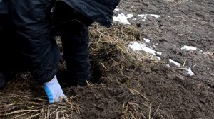 Размножение смородины методом деления куста