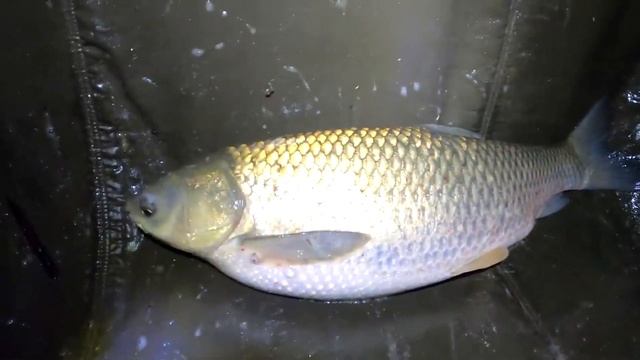 На что ловить амура. Где искать амура. Как ловить у стенок камыша