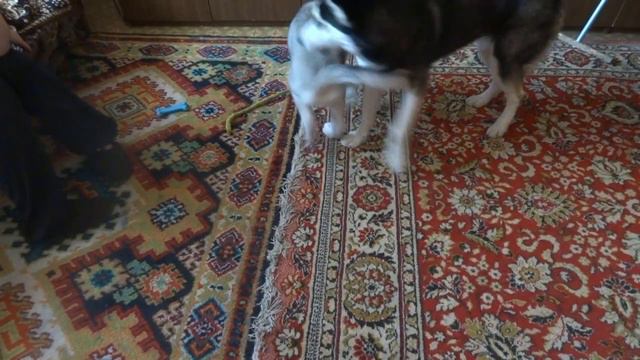 Лайла и Самур играют смотреть онлайн