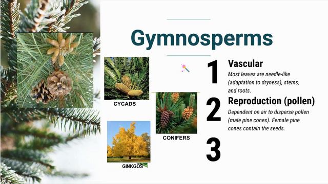 Four Major Plant Groups (Part 2) смотреть онлайн
