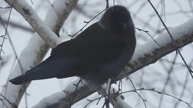 № 1884 20. 12. 2021 Галки и серая ворона на березе смотреть онлайн