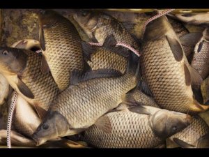 Запустили карпов в пруд! Жизнь в деревне