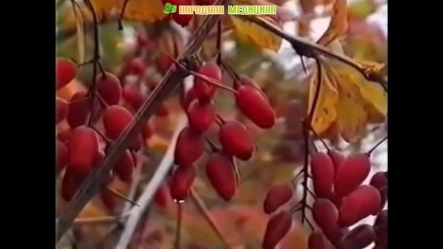 Лечебные свойства и полезные советы