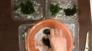 Как выращивать аквариумные мхи на синтепоне