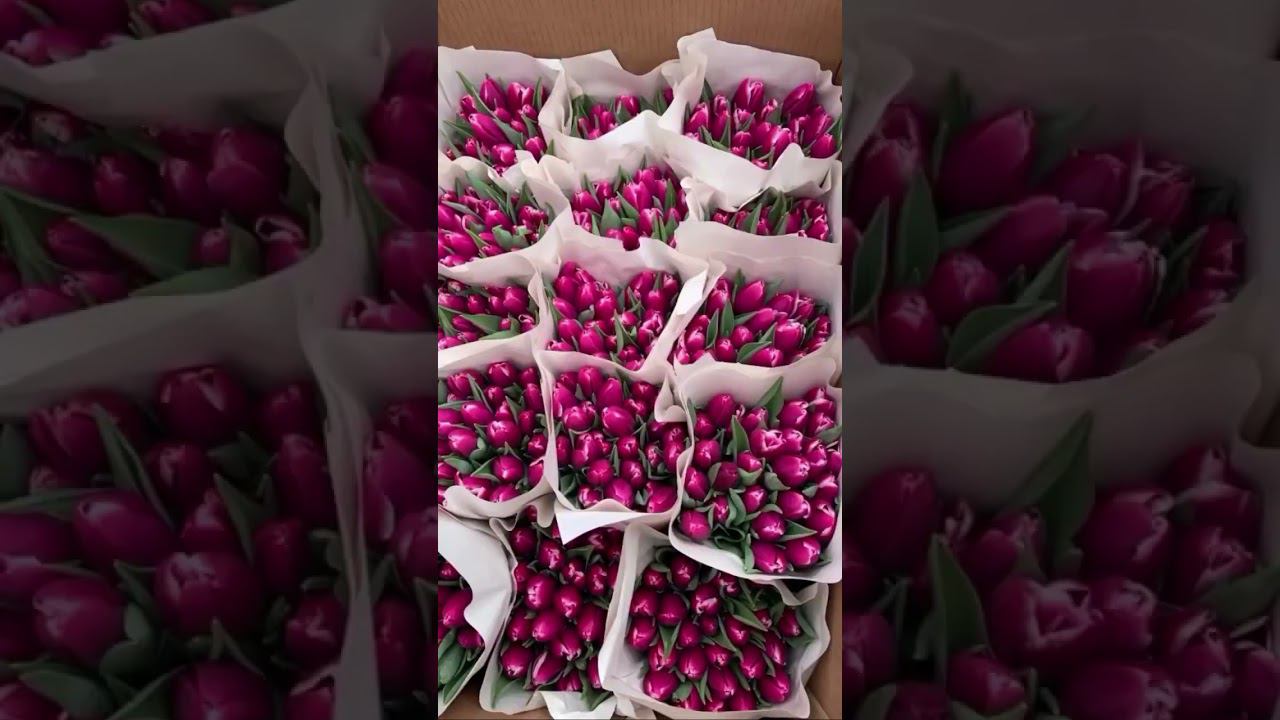 Вся актуальная информация у нас в телеграм канале. Вводим в поисковике аагоньтюльпан и подписываемся