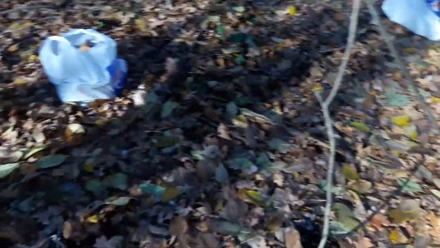 Грибы в Александрии за конзаводом в "Онуфриевском лесу" смотреть онлайн