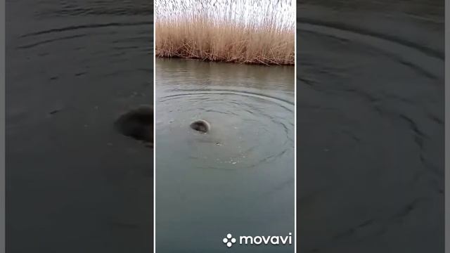 Сом в место окуня.апрель 2020.маныч.