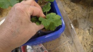 Черенкование розебудной пеларгонии и укоренение черенков с корицей