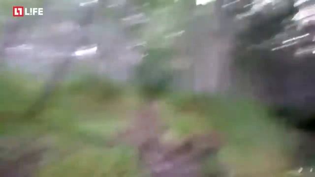 man chasing a bear // мужик гонится за медведем смотреть онлайн