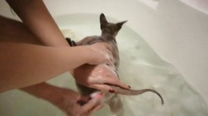 Купание кота | Донской сфинкс