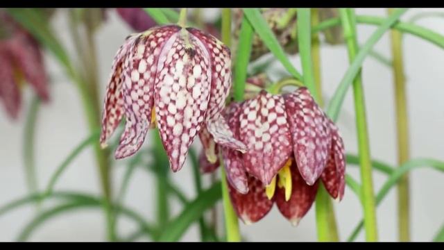 Fritillaria meleagris - Schachbrettblume, Snake's Head Fritillary смотреть онлайн