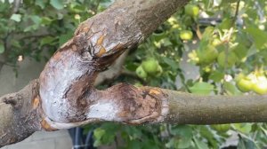 Лечим черный рак плодовых! РЕЗУЛЬТАТ через 3 месяца