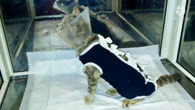 «Усыпите, на лечение нет денег!» Раненую кошку принесли на эвтаназию, но в дело вмешались волонтёры смотреть онлайн