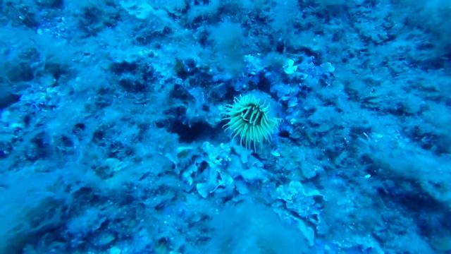 2019 08 Islas Medas Estartit 889 Cerianthus membranaceus converted смотреть онлайн