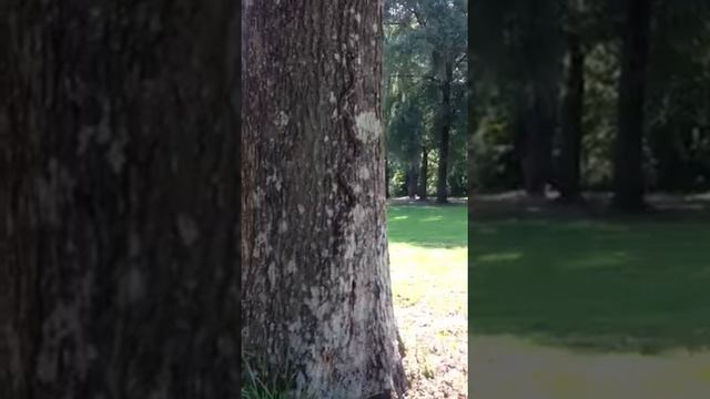Snake climbing a tree смотреть онлайн
